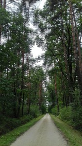 w lesie (5)